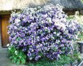 Franscisea. Brunfelsia pauciflora. Antilles. Aolanaceae. 3-4m
